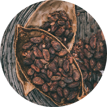 Cacao