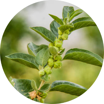 Ashwagandha