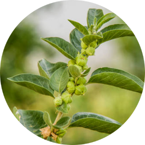 Ashwagandha