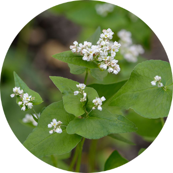 Buckwheat