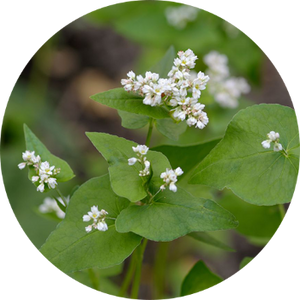 Buckwheat (Kultavit®)
