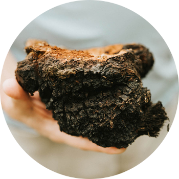 Chaga