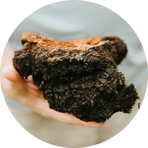 Chaga