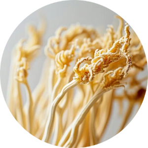 Cordyceps
