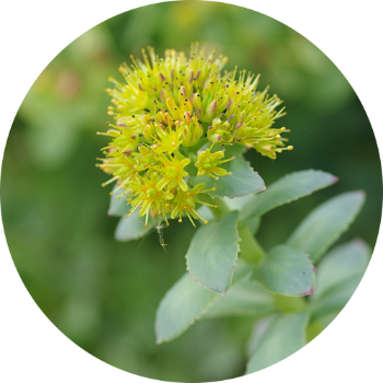 Rhodiola Rosea