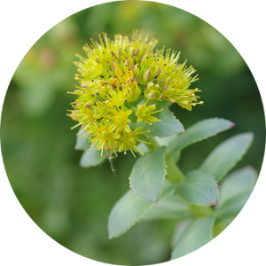 Rhodiola
