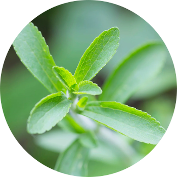 Stevia